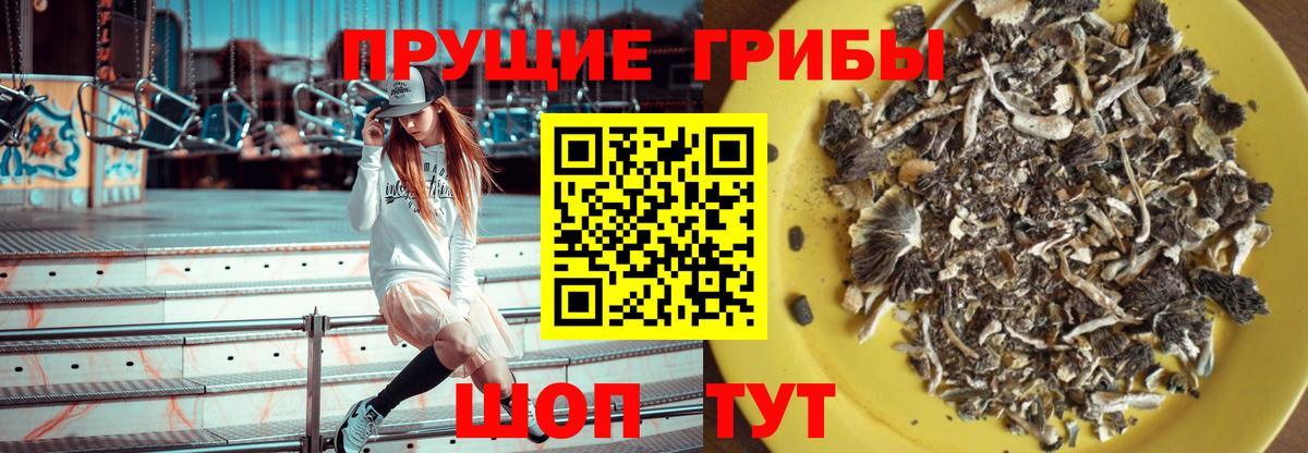 Алексеевка  Псилоцибиновые грибы Psilocybine cubensis  Вход с VPN 